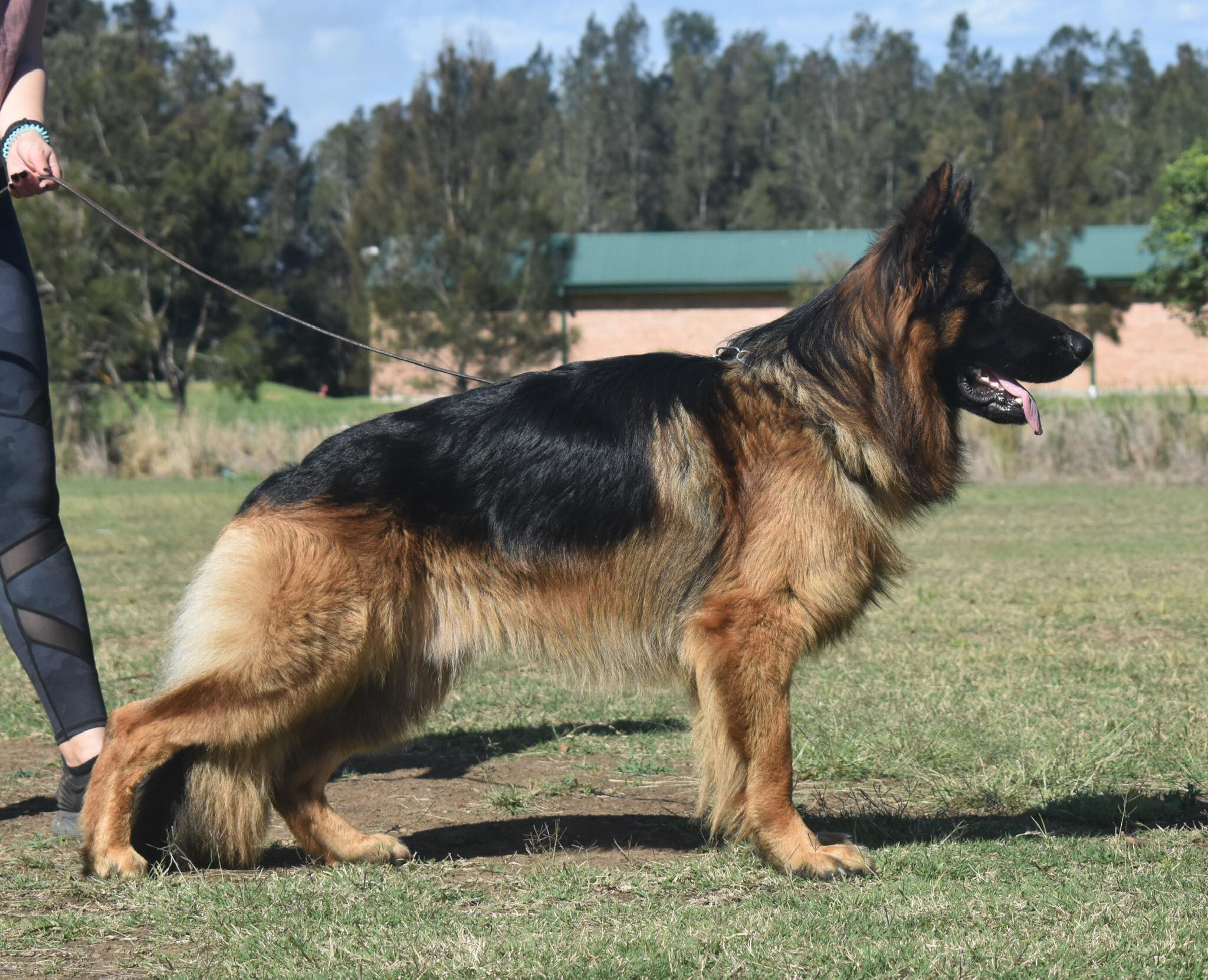 Kingland Jester 'AZ' 15 months
